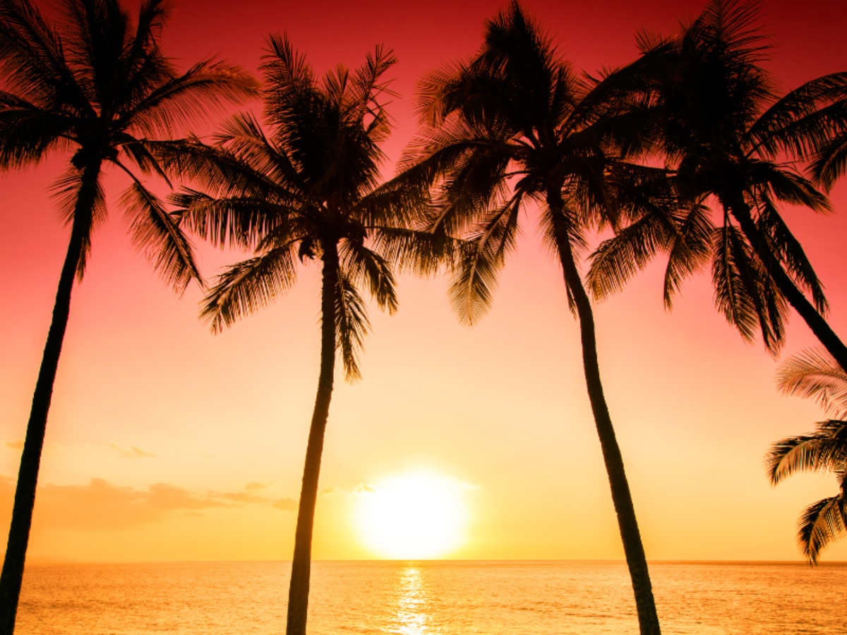 Palm trees at sunset